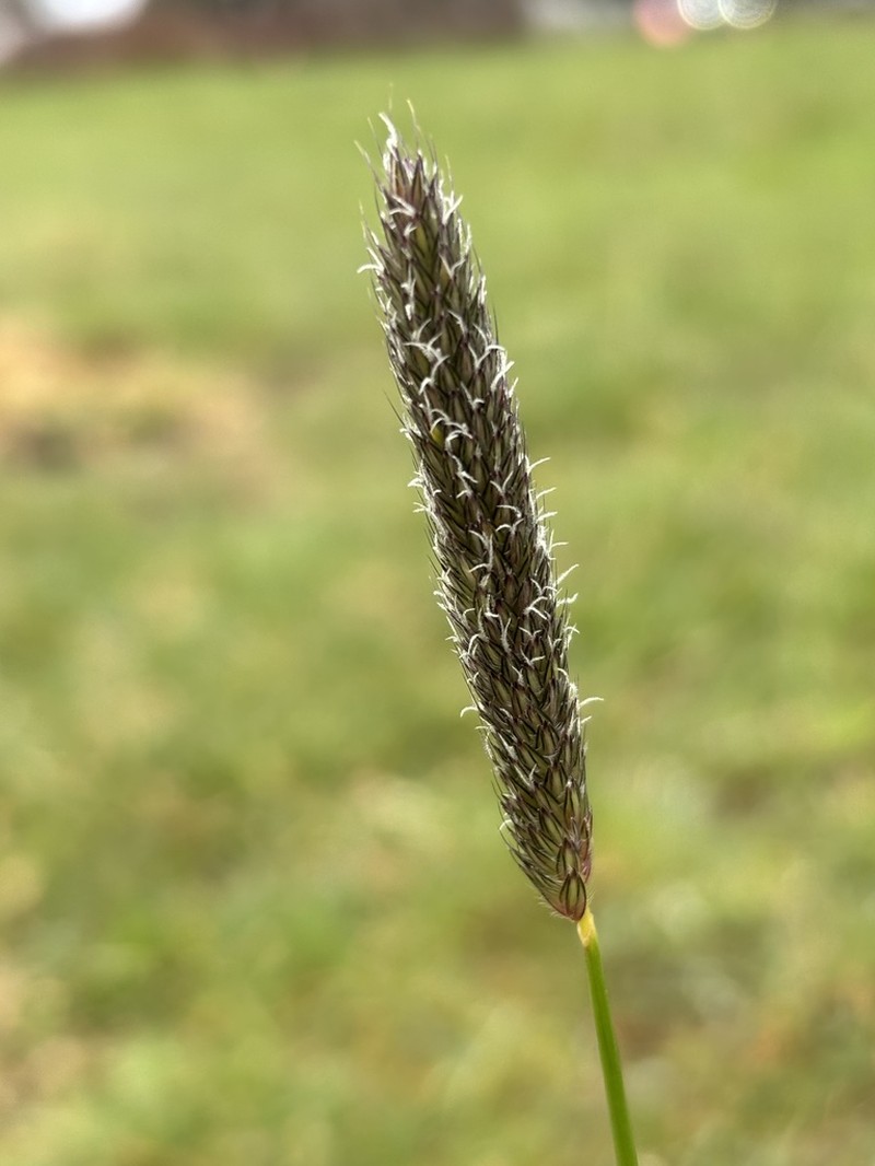 Meadow Foxtail photo 6