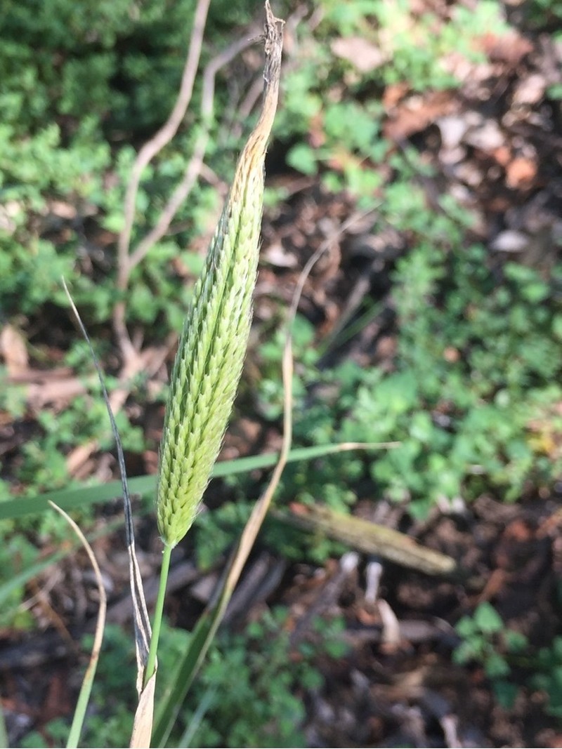 Meadow Foxtail photo 7