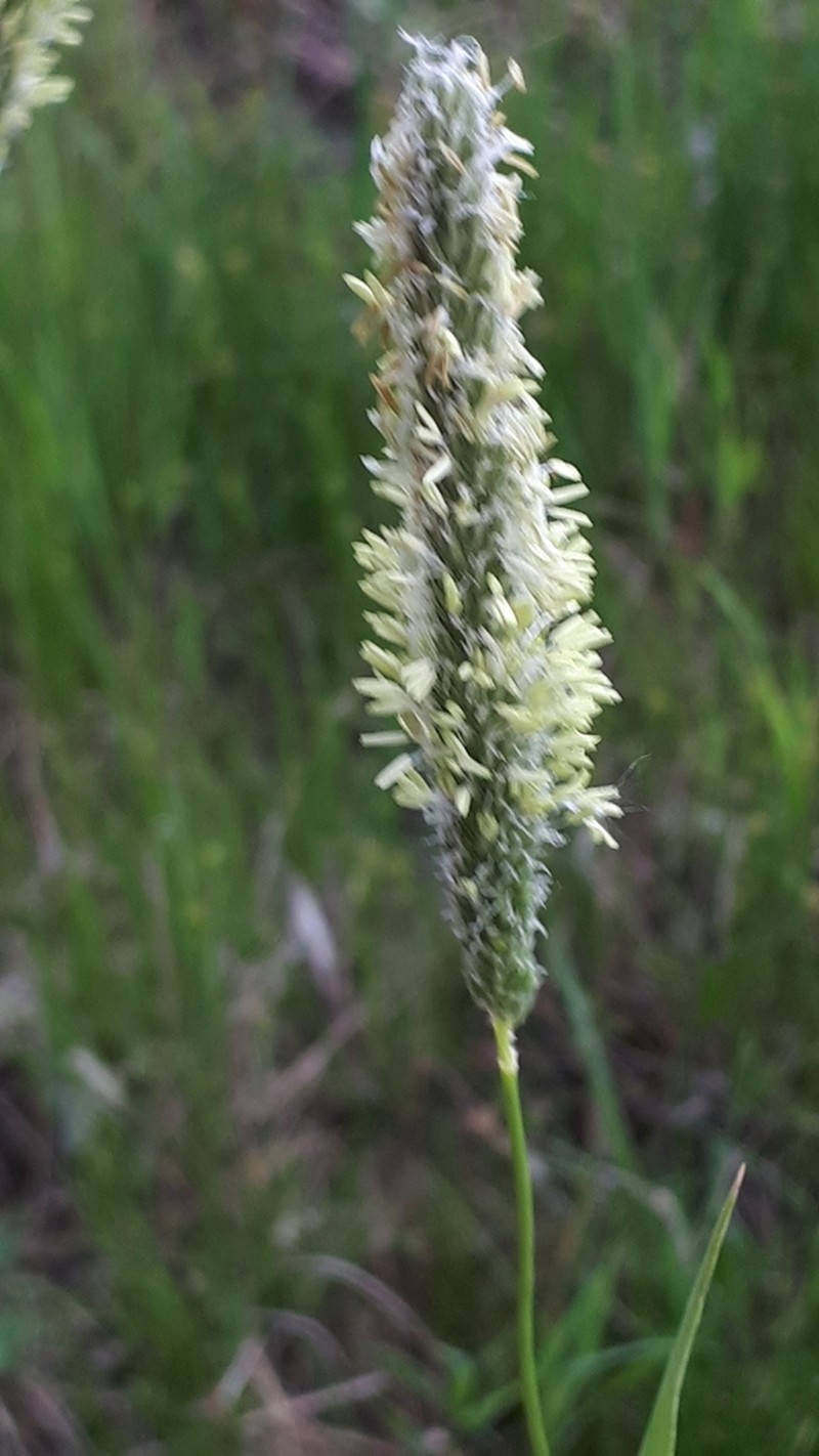 Meadow Foxtail photo 8