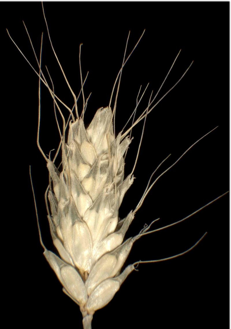 Rendle's Meadow Foxtail