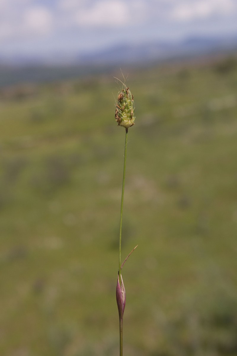 Rendle's Meadow Foxtail