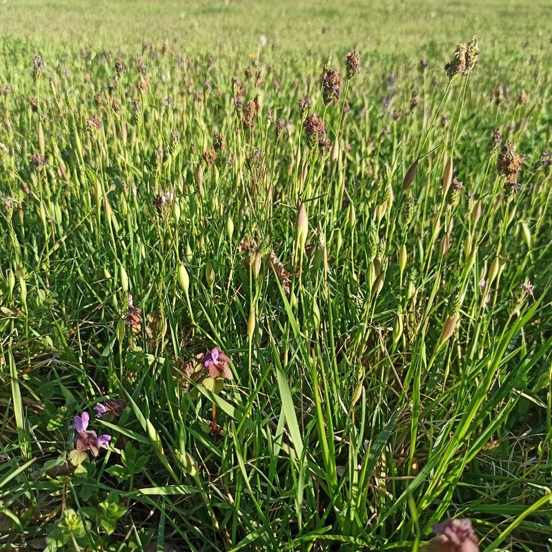 Rendle's Meadow Foxtail photo 2