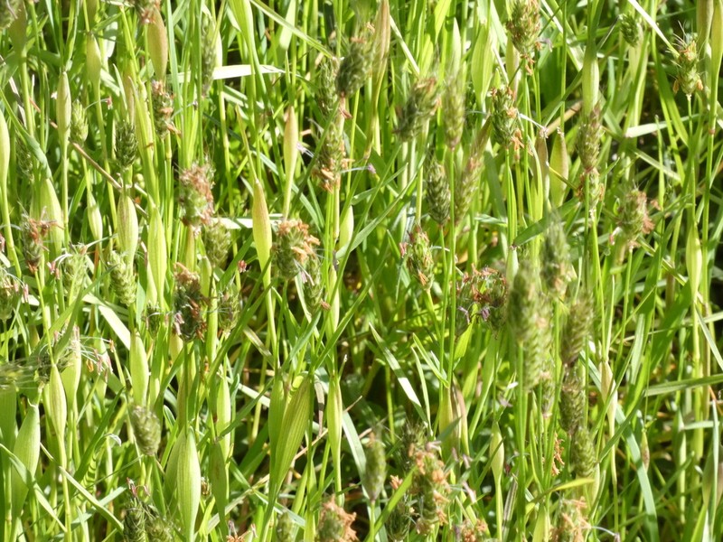 Rendle's Meadow Foxtail photo 3