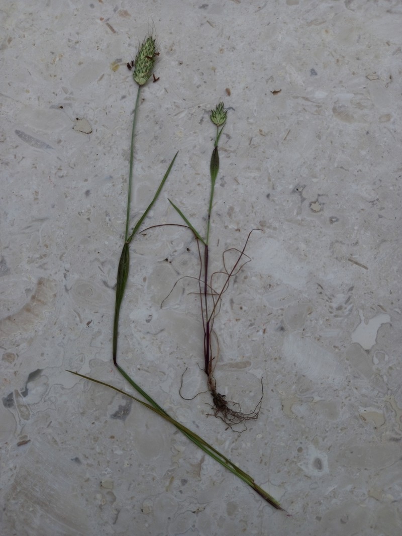 Rendle's Meadow Foxtail photo 4