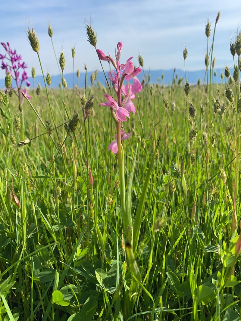 Rendle's Meadow Foxtail photo 5