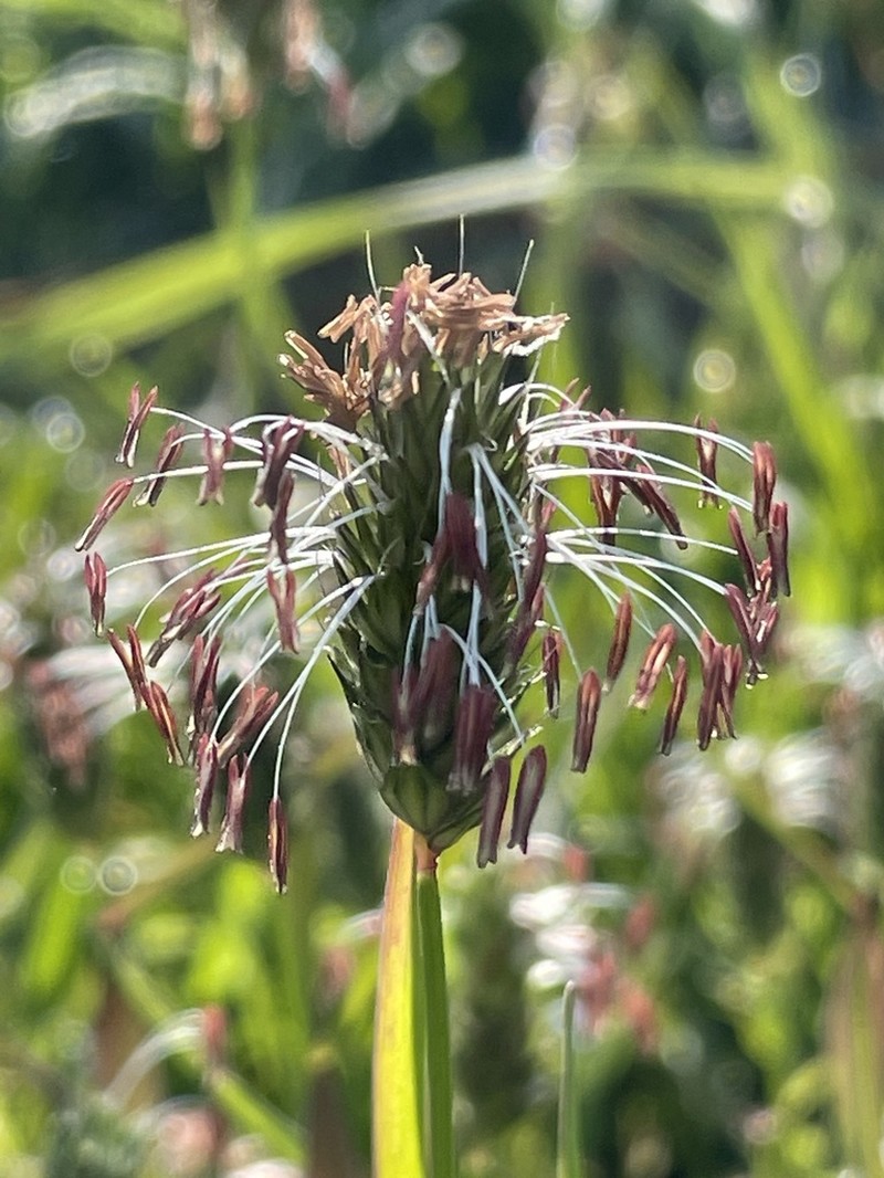 Rendle's Meadow Foxtail photo 6