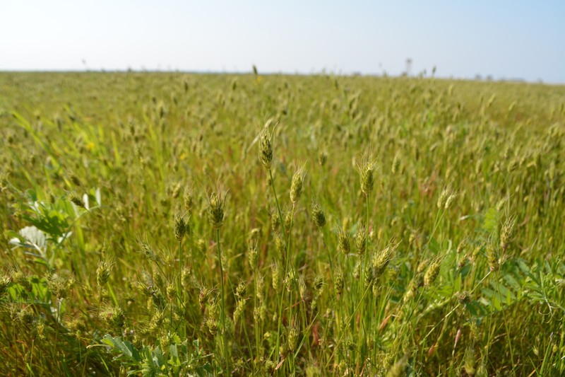 Rendle's Meadow Foxtail photo 7