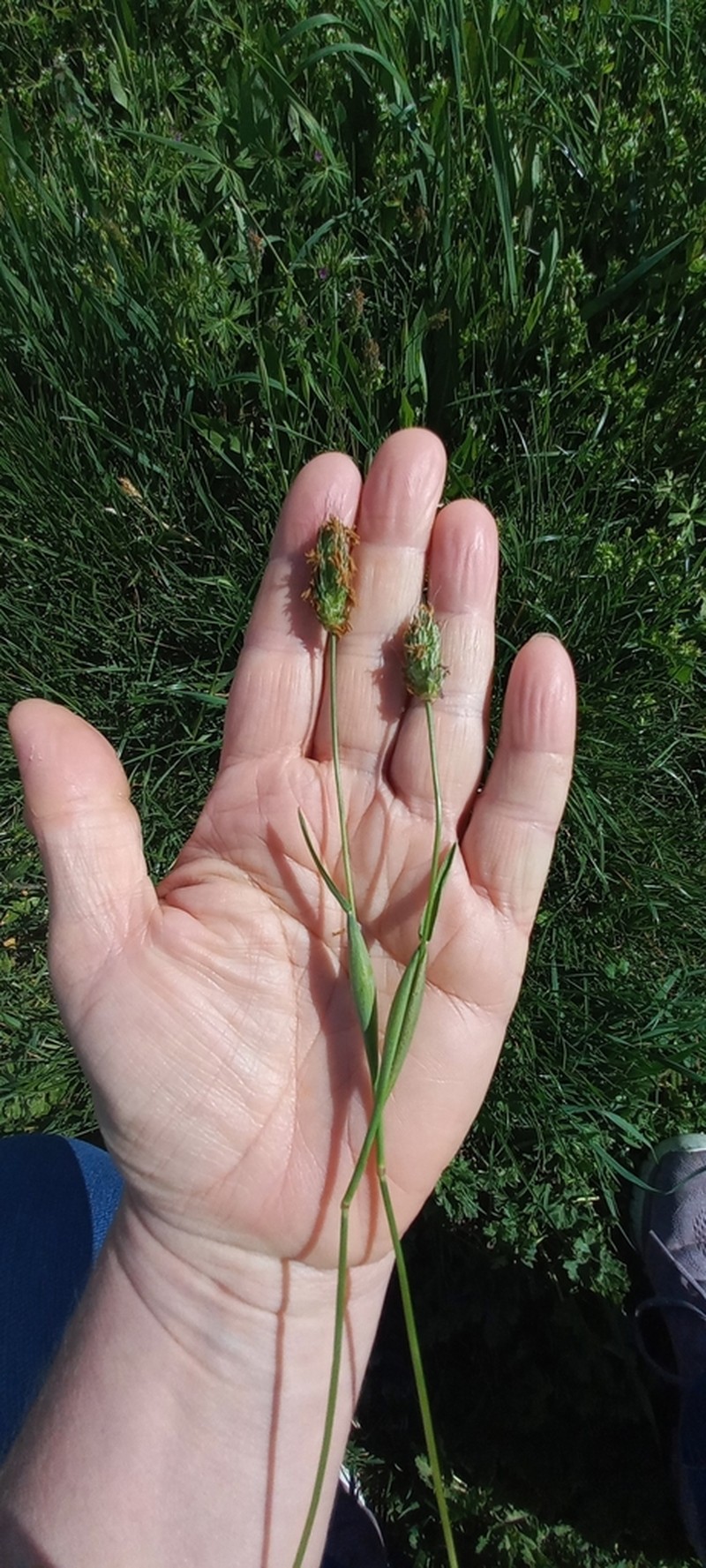 Rendle's Meadow Foxtail photo 8