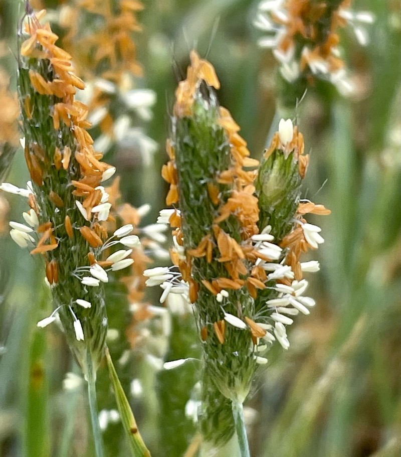 Pacific Foxtail photo 2
