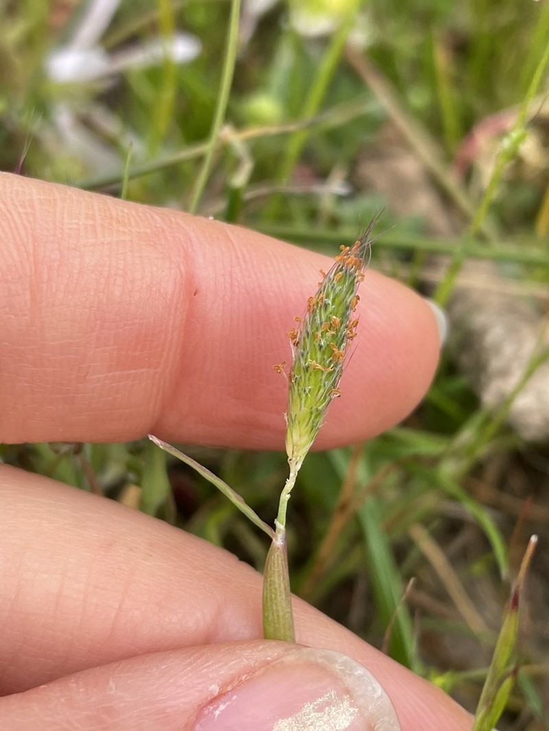 Pacific Foxtail photo 3