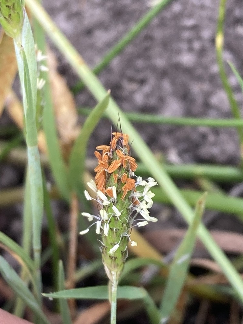 Pacific Foxtail photo 5