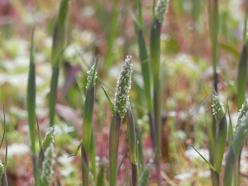 Pacific Foxtail photo 6