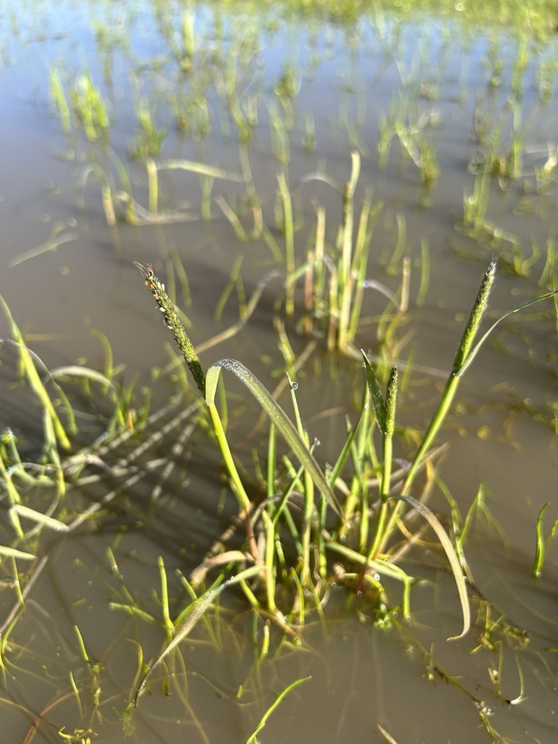 Pacific Foxtail photo 7