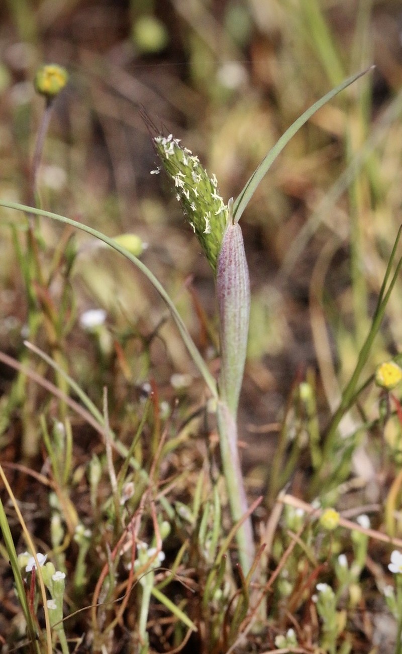 Pacific Foxtail photo 8