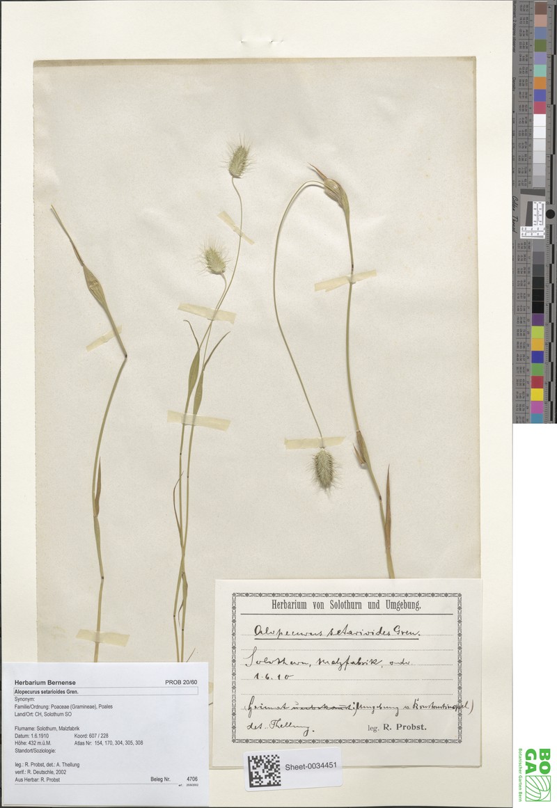 Alopecurus setarioides