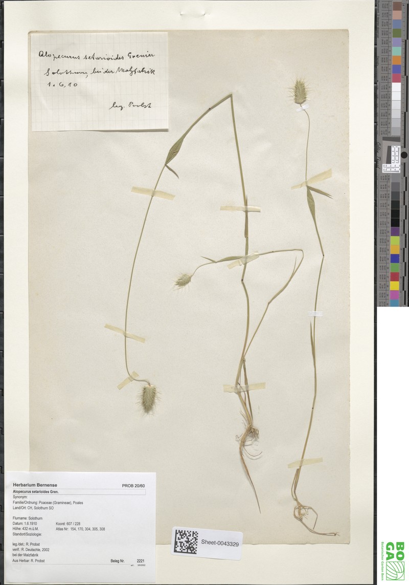Alopecurus setarioides photo 2
