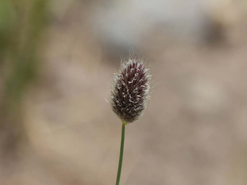 Alopecurus textilis photo 3
