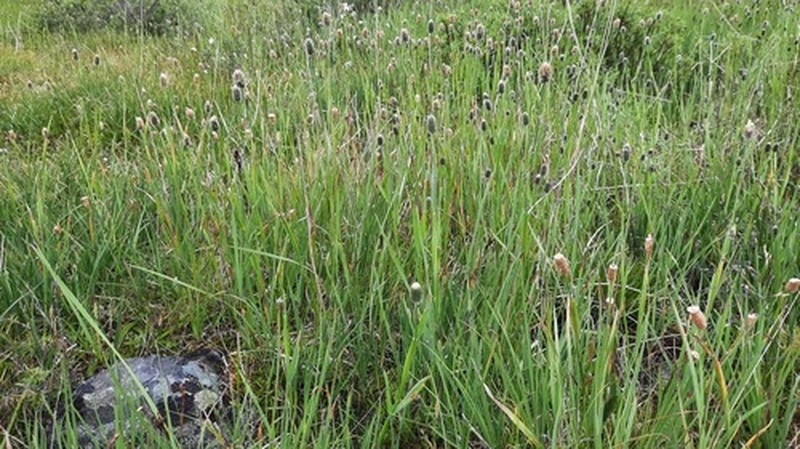 Alopecurus turczaninovii photo 3