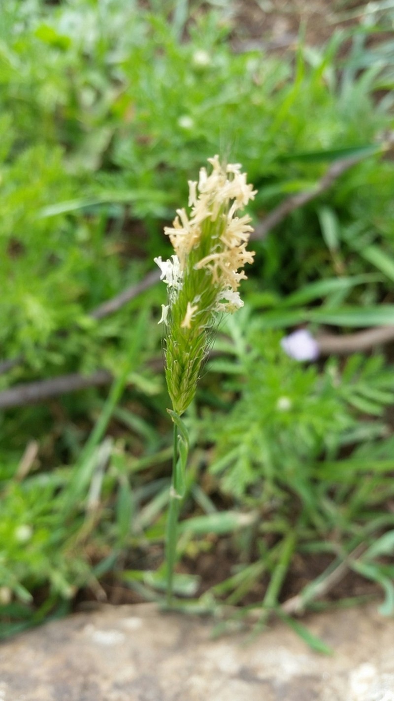 Alopecurus utriculatus