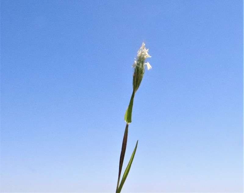 Alopecurus utriculatus photo 2