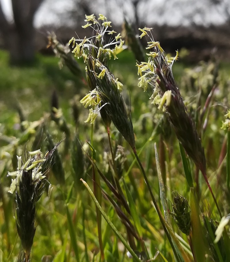 Alopecurus utriculatus photo 4