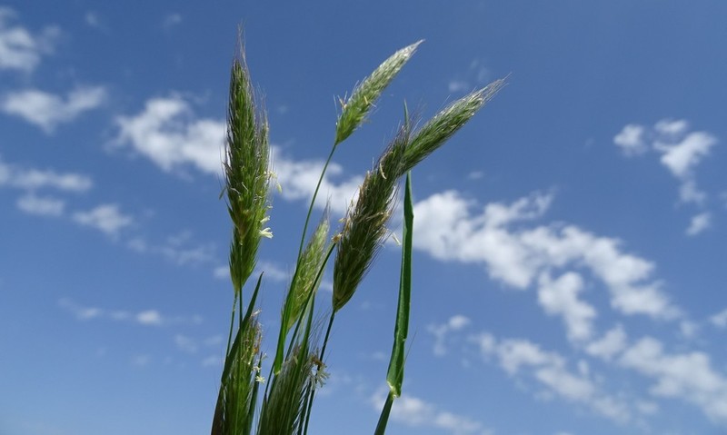 Alopecurus utriculatus photo 5