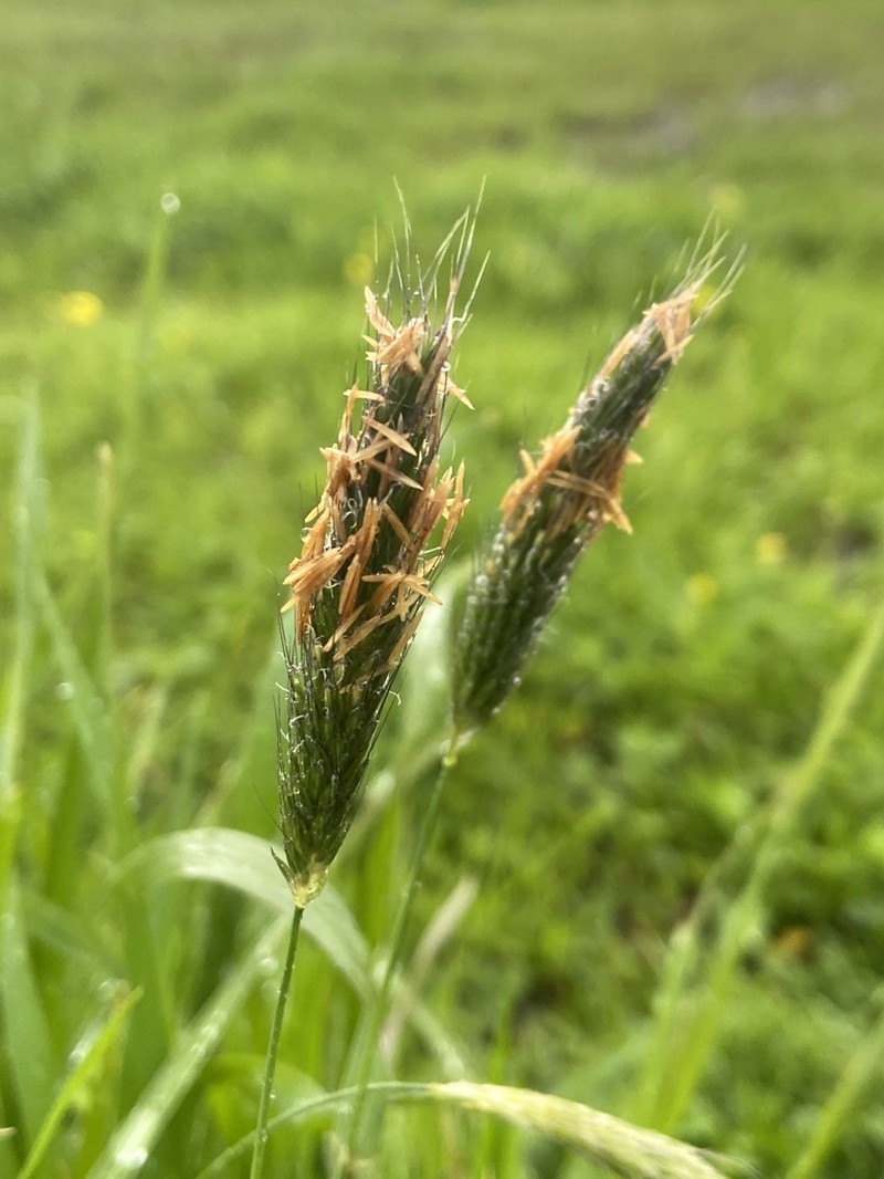 Alopecurus utriculatus photo 6