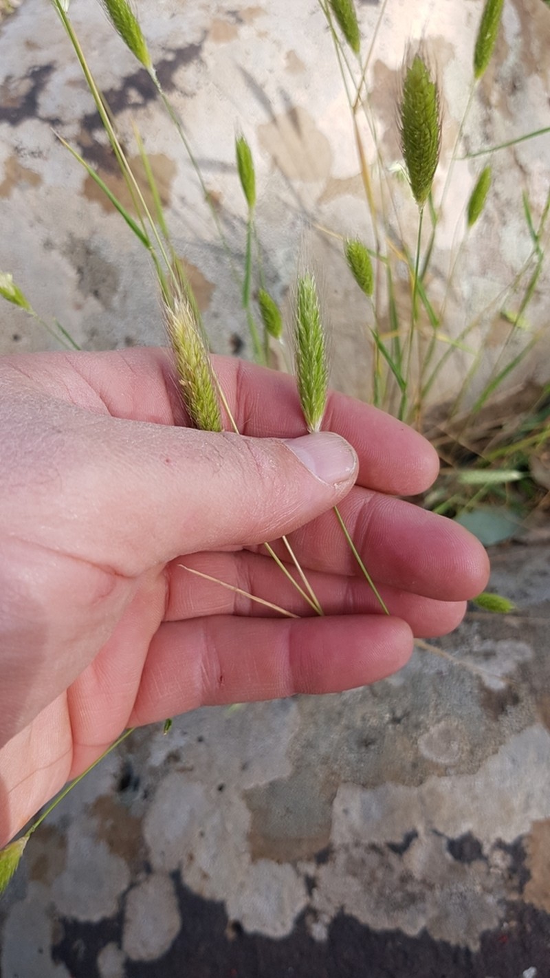 Alopecurus utriculatus photo 7