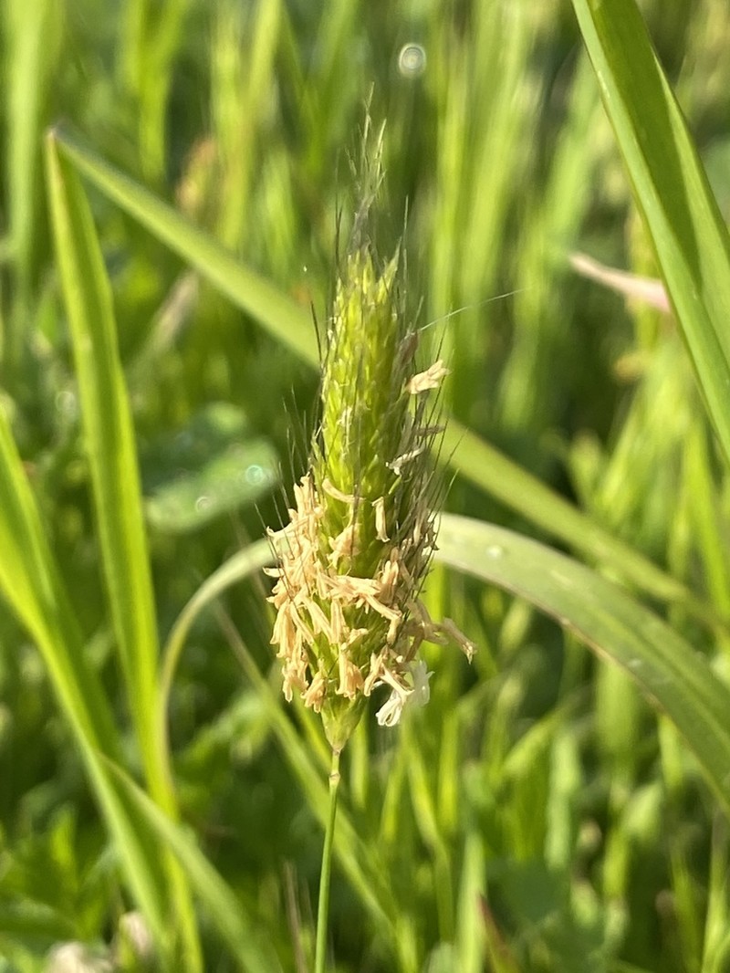 Alopecurus utriculatus photo 8