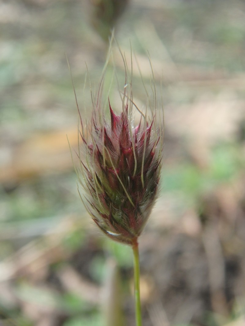 Alopecurus vaginatus