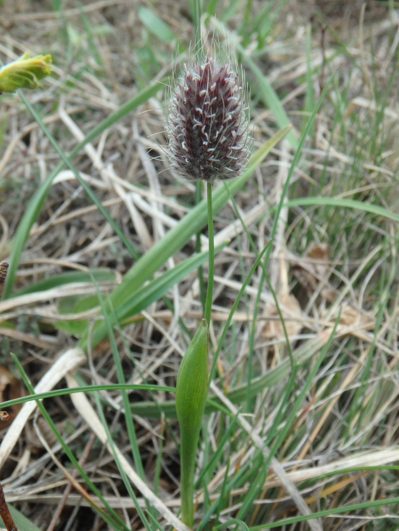 Alopecurus vaginatus photo 2