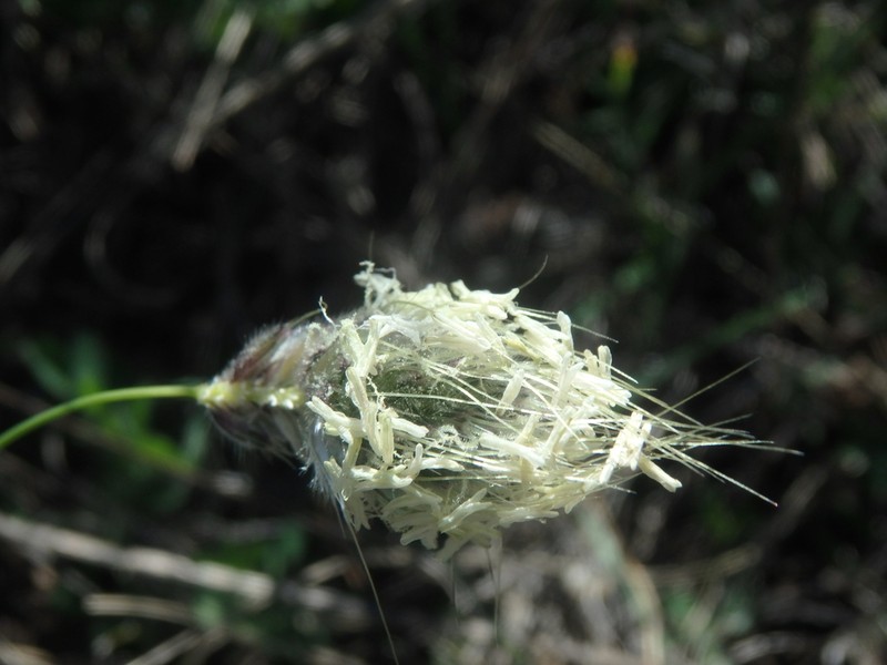 Alopecurus vaginatus photo 3