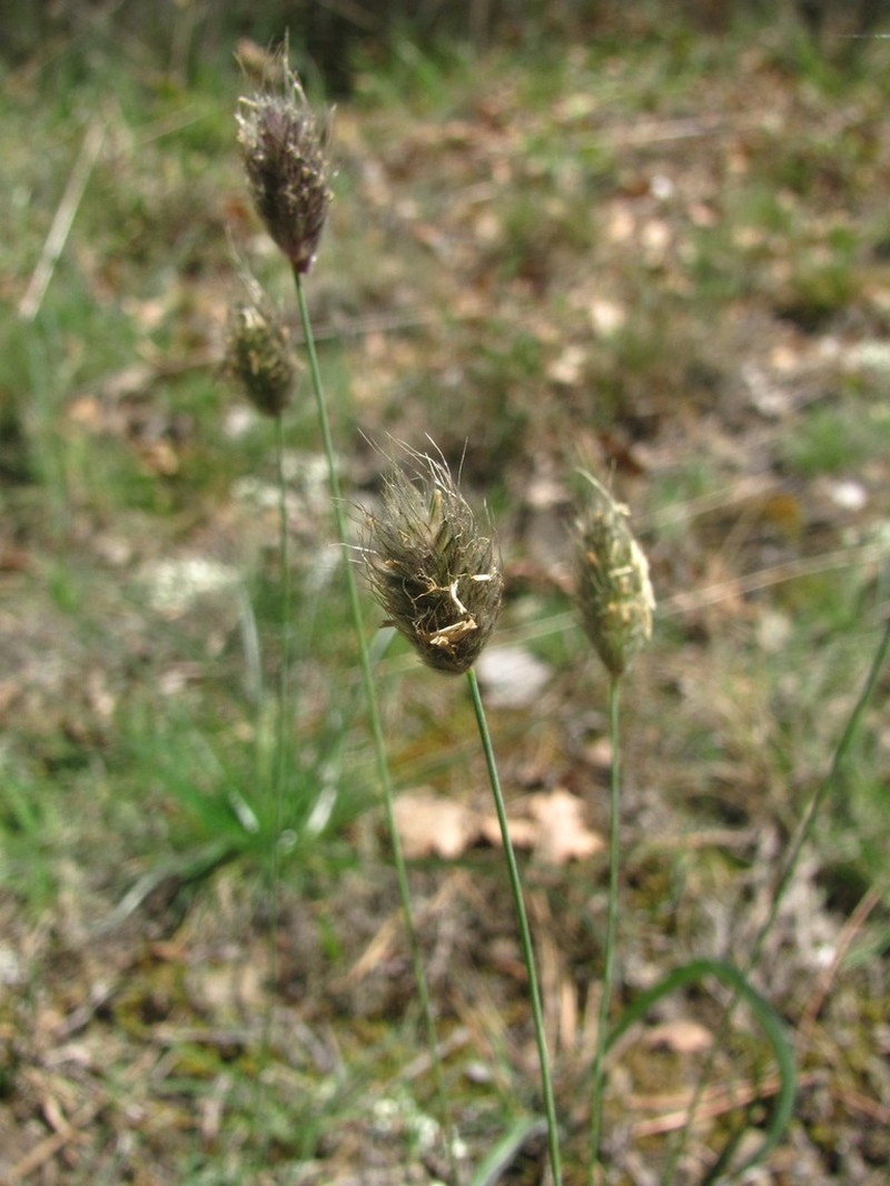 Alopecurus vaginatus photo 5