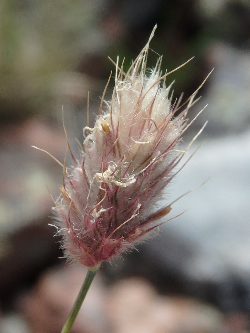 Alopecurus vaginatus photo 6