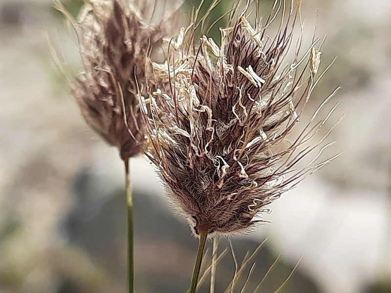 Alopecurus vaginatus photo 8