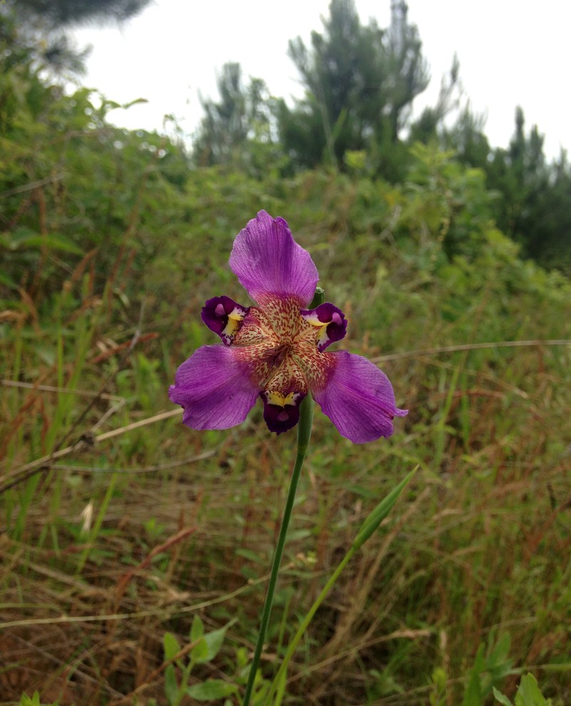 Propeller Flower