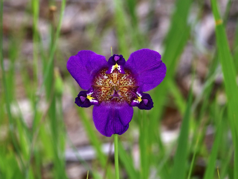Propeller Flower photo 2