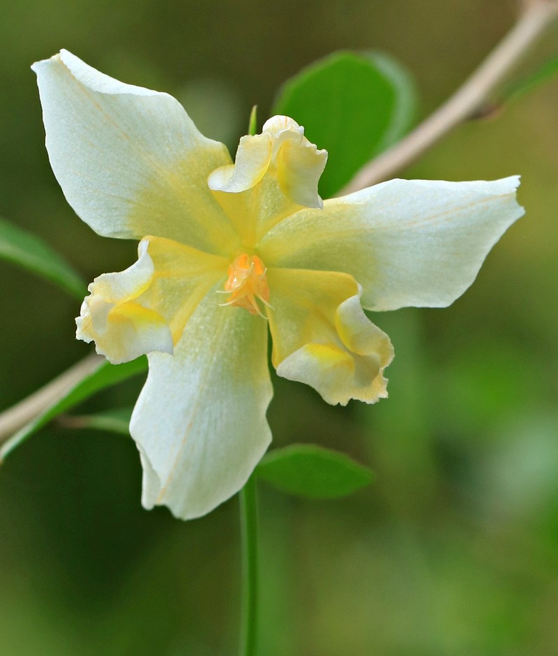 Propeller Flower photo 3