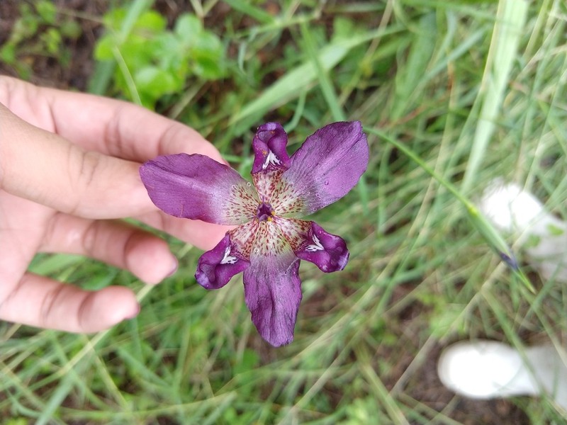 Propeller Flower photo 4