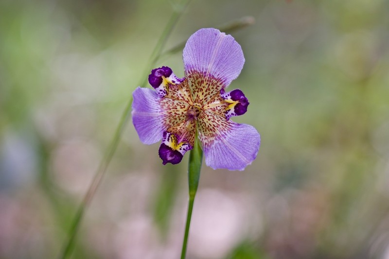 Propeller Flower photo 5