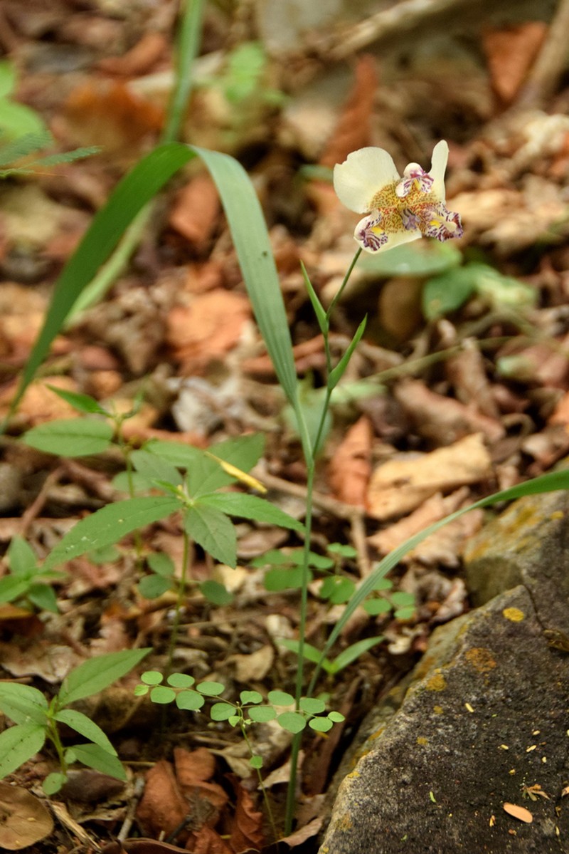 Propeller Flower photo 6