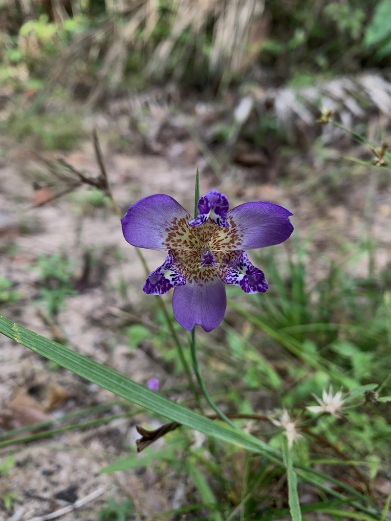 Propeller Flower photo 7