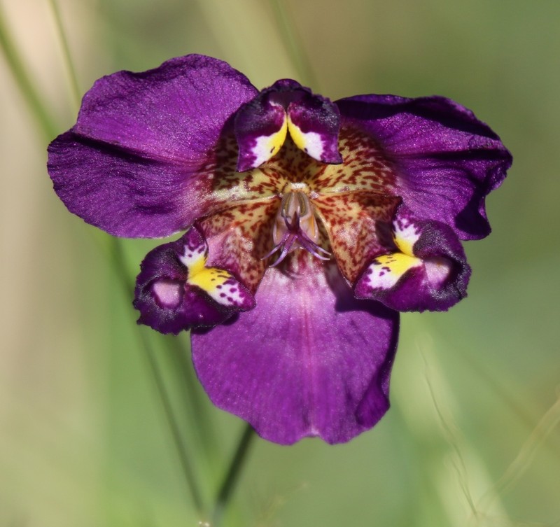 Propeller Flower photo 8