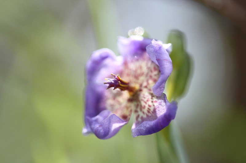 Alophia intermedia