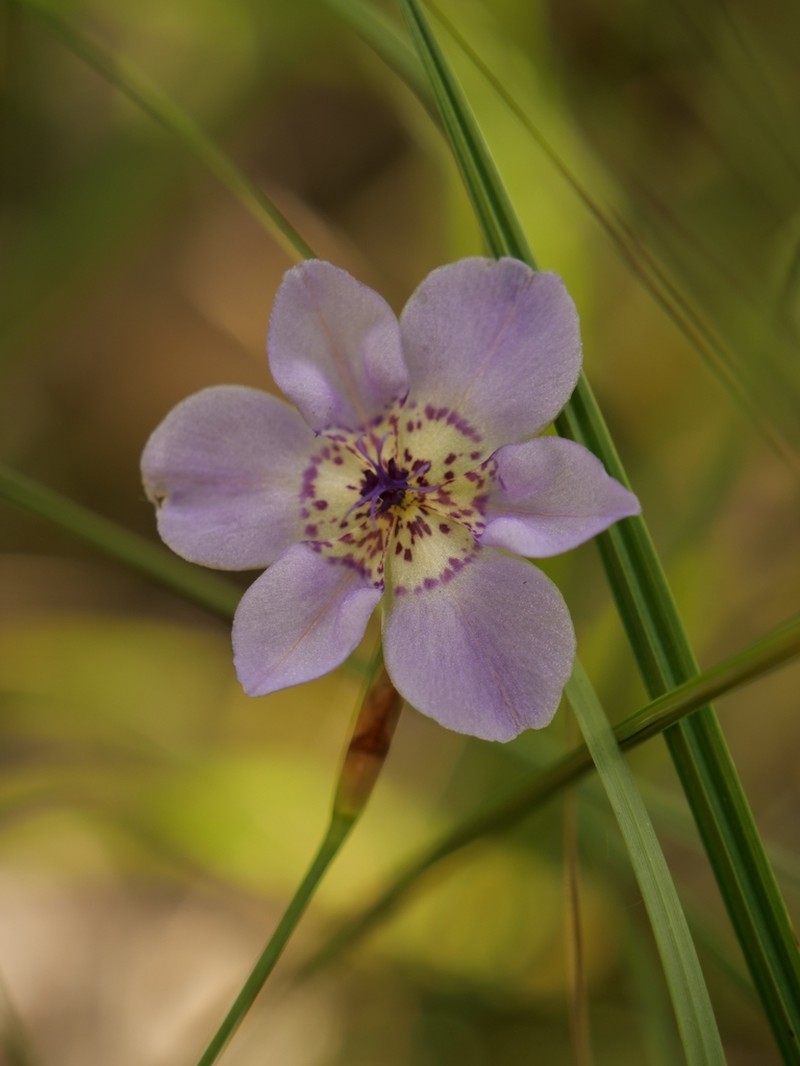 Alophia silvestris
