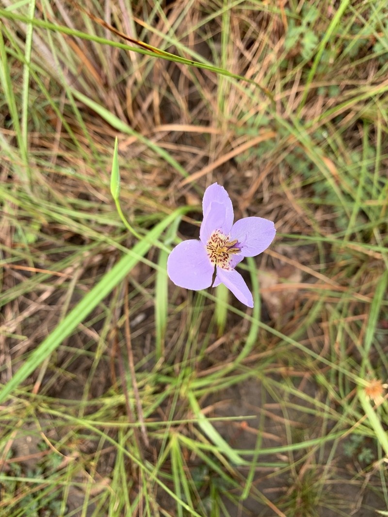 Alophia silvestris photo 2