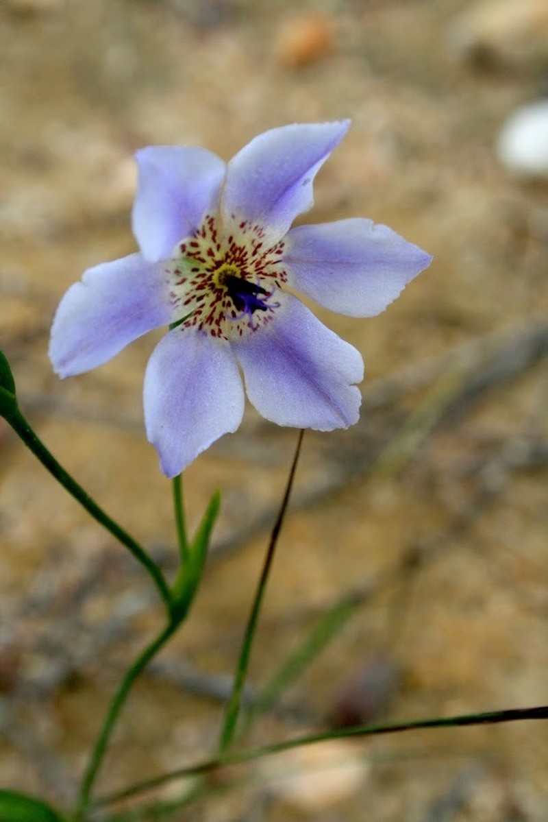 Alophia silvestris photo 3