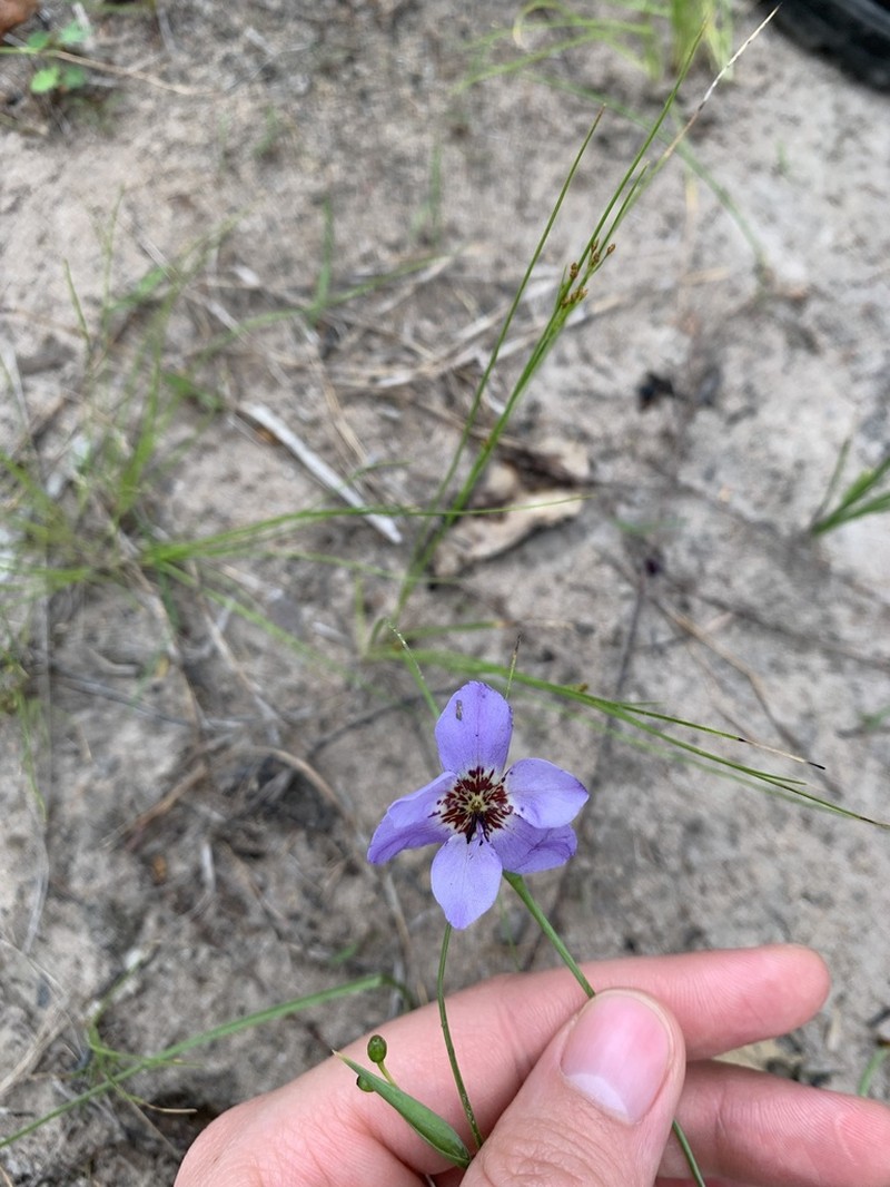 Alophia silvestris photo 4