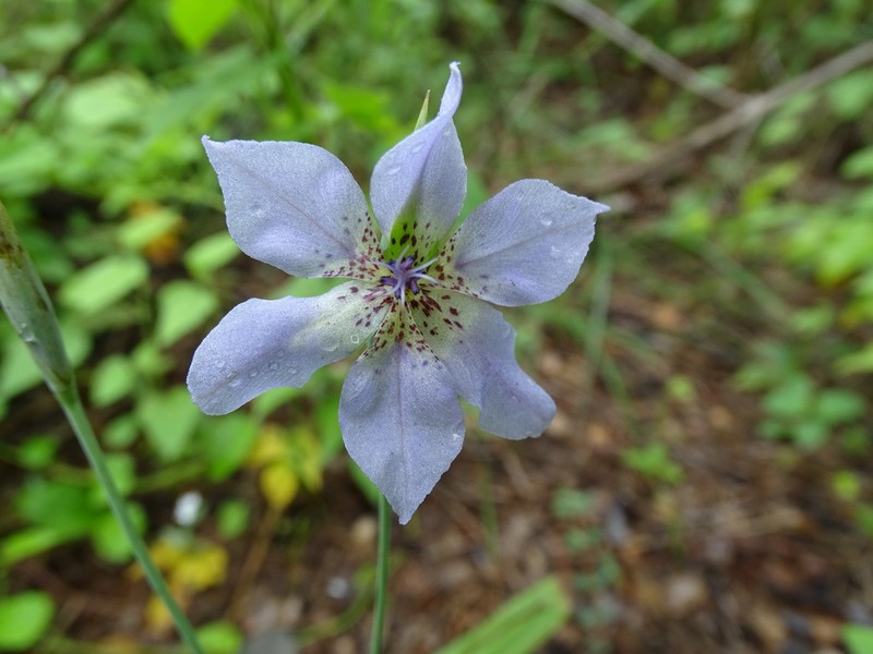 Alophia silvestris photo 5