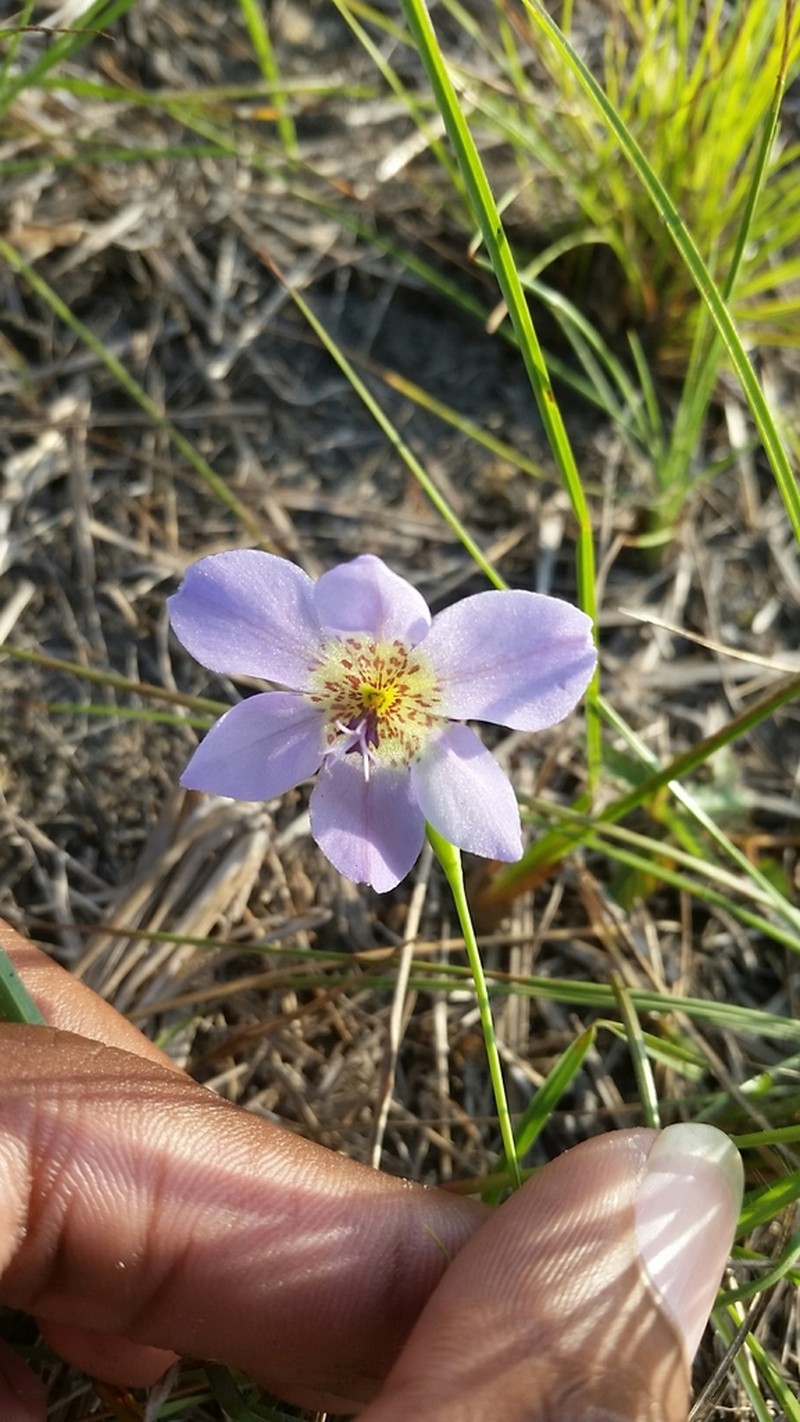 Alophia silvestris photo 6